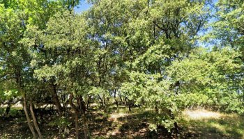 GRIGNAN : dernier lot de 1500 m²  à bâtir